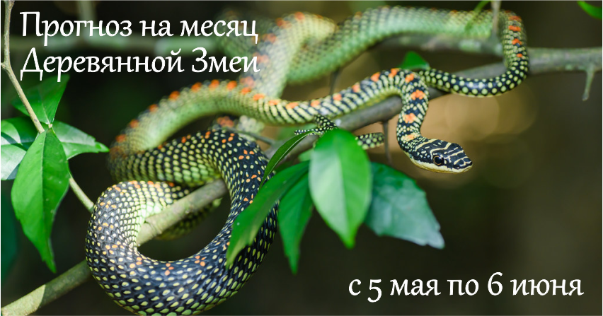 Астрологический прогноз на месяц Деревянной Змеи